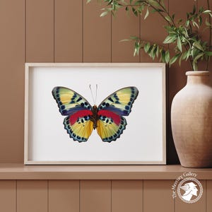 Vintage Butterfly Print, Girls Room Prints, Butterfly Home Decor