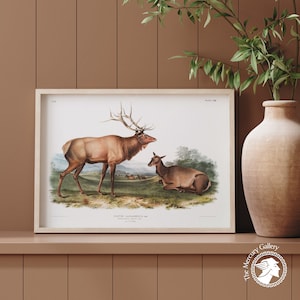 Vintage Animal Poster, Moose Art Print, Cervus Canadensis, Wapiti Deer, Woodland Nursery Decor, Forest Animal Prints, Large Print