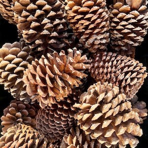 3 Premium California Pine Cones | End Table Decor | Wedding Decor | Naked Pine Cones Craft Supply | Porch Decor | Rustic Woodland Decor