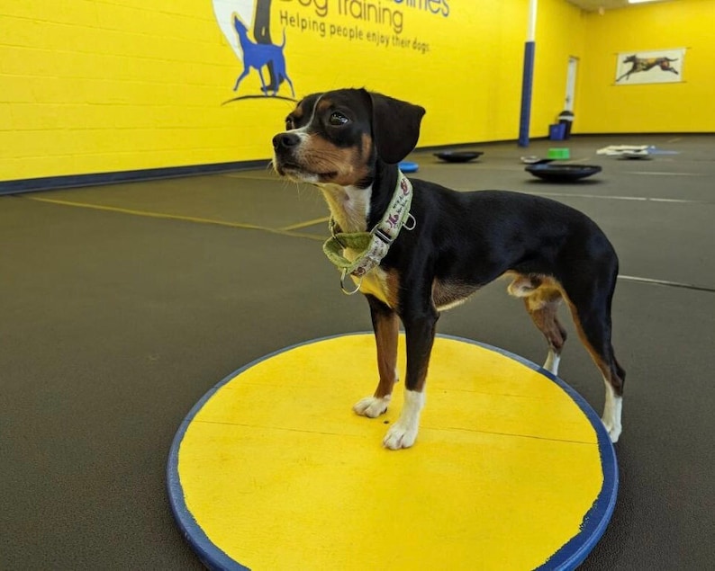 Dog Agility Wobble Board Multiple Sizes Etsy