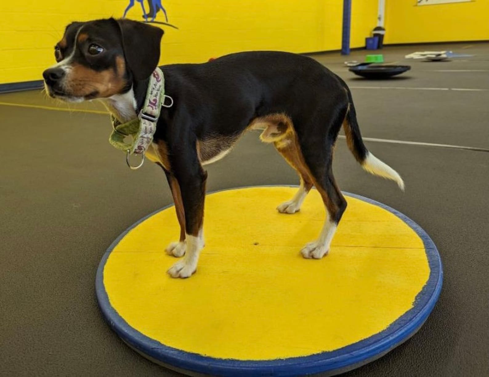 Dog Agility Wobble Board Multiple Sizes Etsy
