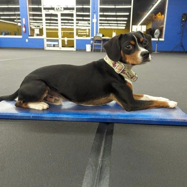 Position Change Platforms for Dog Training (Sit, Stand, Laydown & custom sizing)