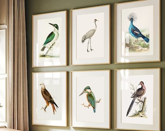 Vintage Bird Art Prints: Nature Painting Set of 6 (Digital Download)