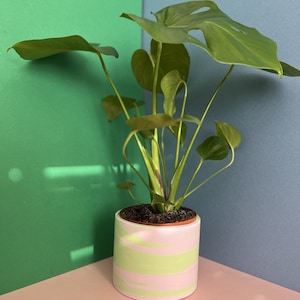 May include: A green monstera plant in a pink and green striped ceramic pot. The pot has a white base and green and pink stripes.