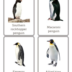 Tarjetas didácticas de pingüinos. Tarjetas Montessori. Tarjetas de datos sobre animales