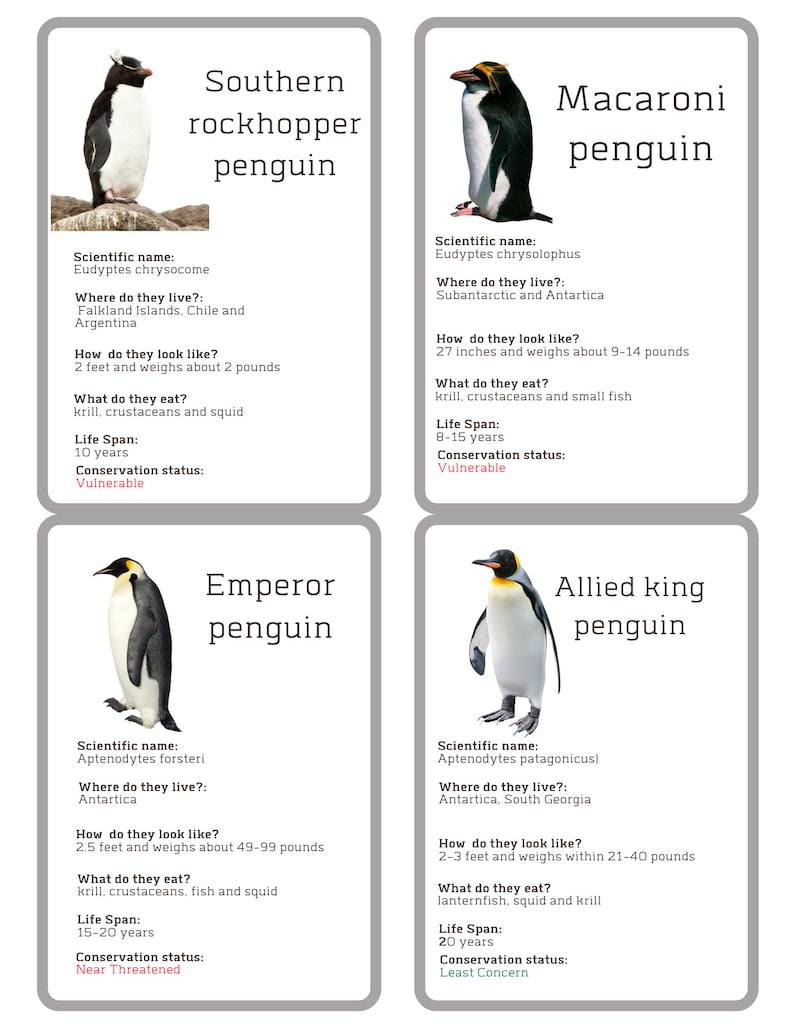 Penguin Flash Cards. Montessori Cards. Animal Fact Cards - Etsy