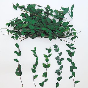30 brins d'Eucalyptus préservé et stabilisé vert - Décoration de table Mariage - Carte invitation Centre de table