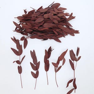 30 brins d'Eucalyptus préservé et stabilisé terracotta bordeaux - Décoration de table Mariage - Carte invitation Centre de table