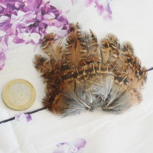 30pcs Wild Form Feathers from Japanese Quail for DIY Crafting - Natural Color - Cruelty Free - WYSIWYG pack