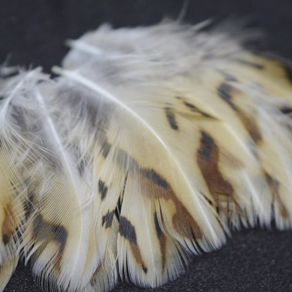 10pcs Small Beige Feathers from Quail for DIY Crafting - Natural Color - Cruelty Free