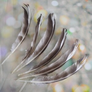 6 Stück lange natürlich mit Stacheln versehene zweifarbige Flügelfedern von gekreuzten Hühnern mit Barring für DIY Basteln - natürliche Farbe - ohne Grausamkeit