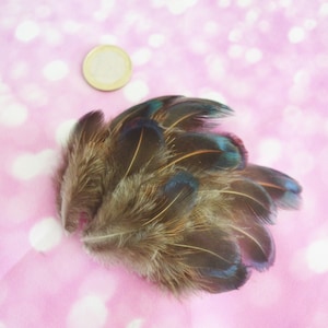 15 pcs Iridiscent Blue Brown Feathers from Tenebros Pheasant for DIY Crafting - Natural Color - Cruelty Free - ethically sourced