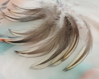 10pcs Long Blue Partridge Color Feathers from Rooster Silkies for DIY Crafting - Natural Color - Cruelty Free