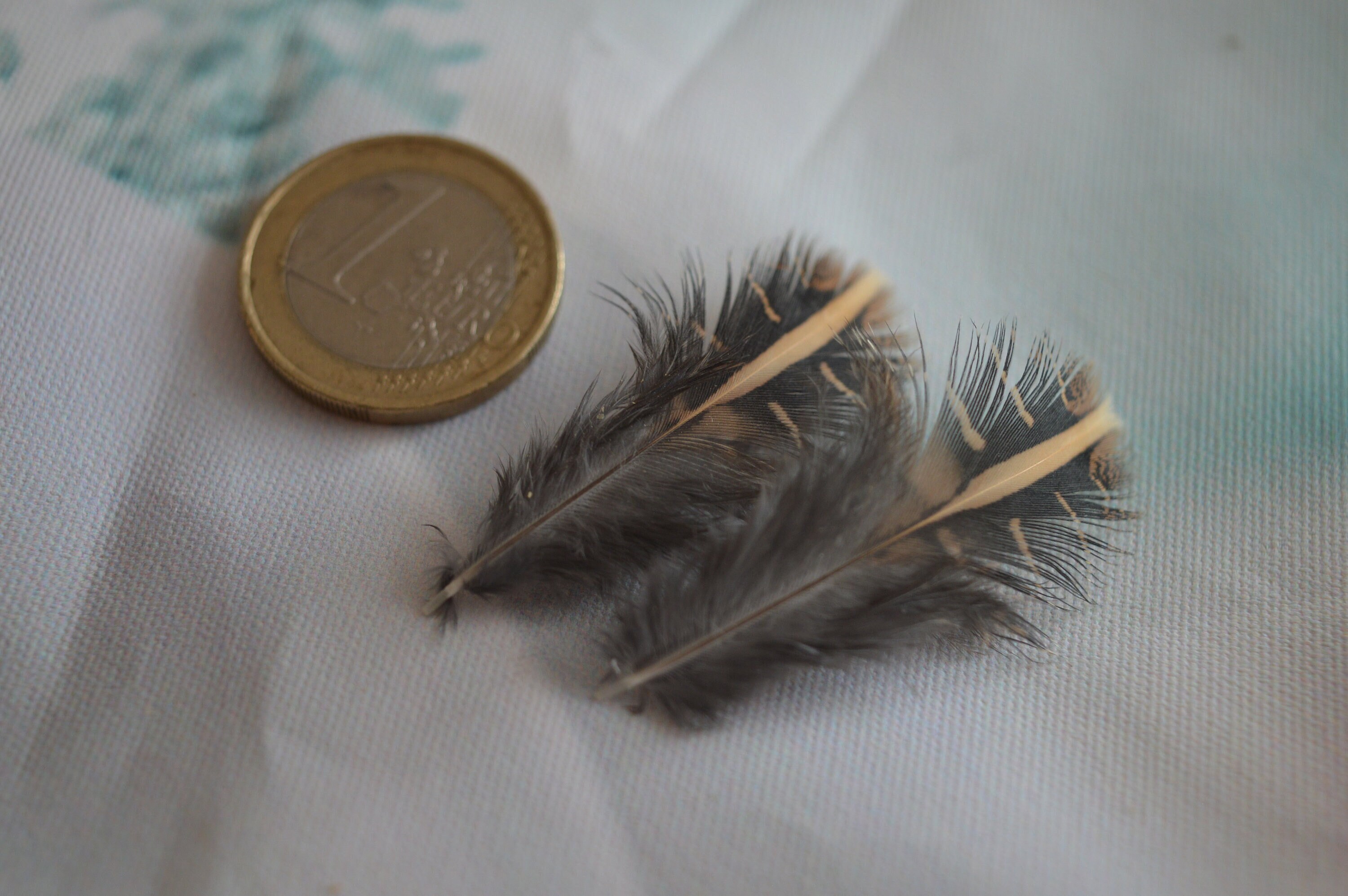 10pcs Small Classic Feathers from Quail for DIY Crafting - Natural Color - Cruelty Free
