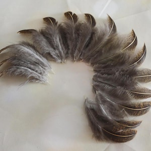 15pcs Wild Partridge Feathers from Araucana for DIY Crafting - Natural Color - Cruelty Free - WYSIWYG pack