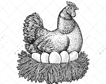 Farm Hen and Eggs vector. Laying Hen in nest SVG. Bird chicken vintage sketch drawing clipart. Digital illustration