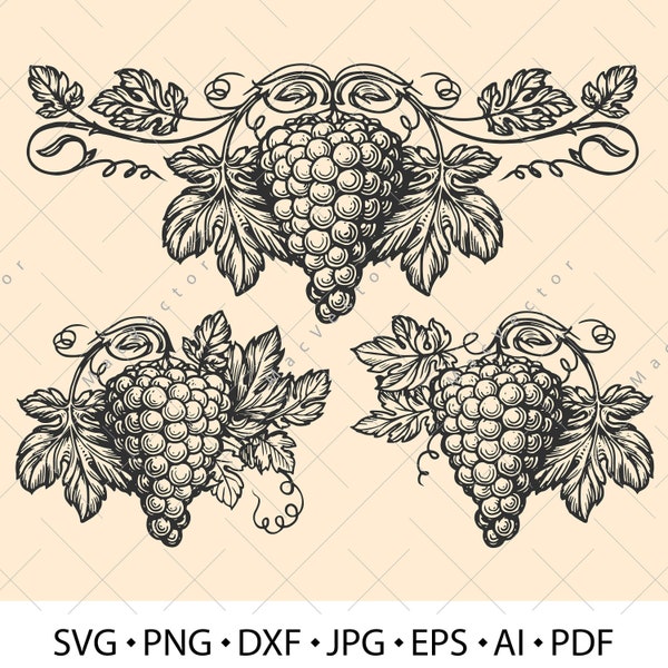 Grapevine pattern set sketch. Vining plant with grapes, tendrils and leaves SVG. Vineyard, harvest for wine making. Vector illustration