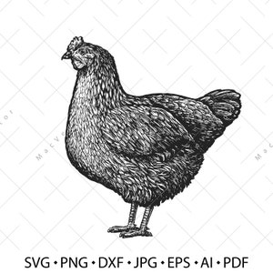 Farm Hen SVG. Hen vector. Bird chicken, farm animal vintage sketch drawing clipart. Digital illustration
