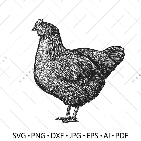 Farm Hen SVG. Hen vector. Bird chicken, farm animal vintage sketch drawing clipart. Digital illustration