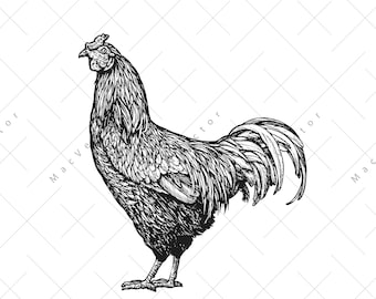 Rooster vector. Rooster vintage sketch drawing clipart. Digital illustration