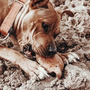 Op de afbeelding: Een bruine hond met een leren halsband kauwt op een bruin bot. De hond ligt op de grond, die bedekt is met aarde.