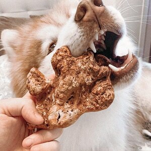 Peut inclure: Un chien avec une fourrure marron et blanche mordille un jouet à mâcher pour chien brun et texturé. La gueule du chien est ouverte, montrant ses dents. Le jouet est tenu par une main.