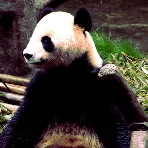 Giant Chinese Black and White Panda, Panda Photo in China, Panda Gallery Print, Black and White Panda Canvas