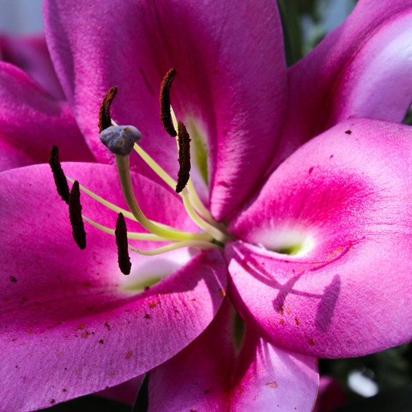 MN Como Conservatory, Pink Lily Wall Hanging, Pink Lily Photography, Pink Lily Canvas, Gallery Print Photograph