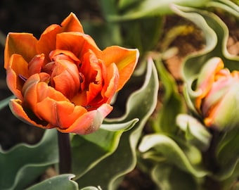 MN Arboretum Orange Flower Canvas, MN Arboretum Orange Flower Photo, MN Arboretum Gallery Print, Orange Flower Photo,  Flower Wall Hanging