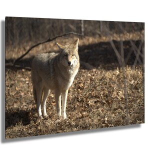 May include: A canvas print of a coyote standing in a field of dry grass and fallen leaves. The coyote has tan fur and is facing the viewer. The background includes trees and branches, with sunlight creating shadows.