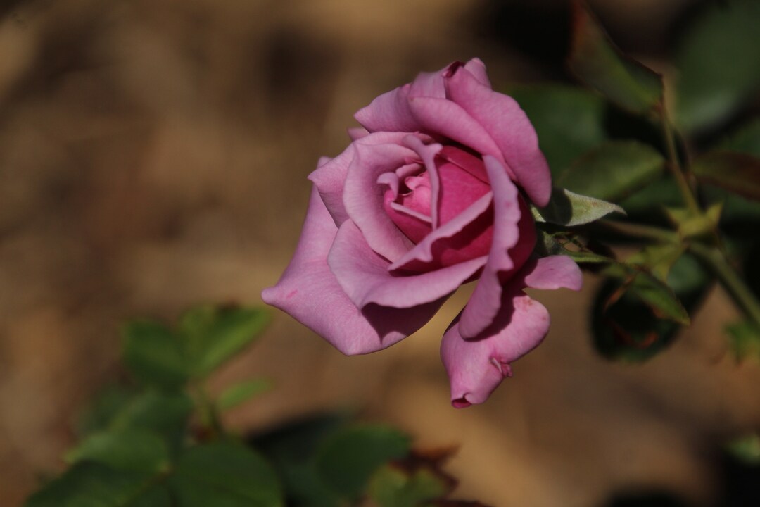 Pink Rose in MN Landscape Arboretum Rose Garden, Rose Photograph on ...