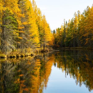 May include: A still lake reflecting the golden hues of autumn leaves on the trees lining the shore.