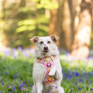 May include: A white dog wearing a pink and orange floral patterned harness sits in a field of purple flowers. The dog is looking at the camera with its tongue sticking out.