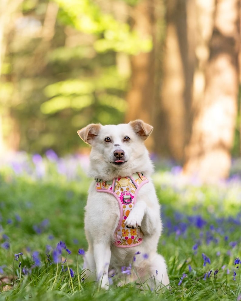 May include: A white dog wearing a pink and orange floral patterned harness sits in a field of purple flowers. The dog is looking at the camera with its tongue sticking out.