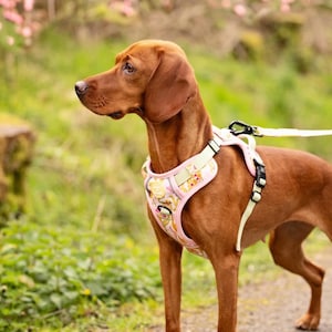 May include: A brown dog wearing a pink and green floral dog harness with a leash attached. The dog is standing on a path with green grass and pink flowers in the background.