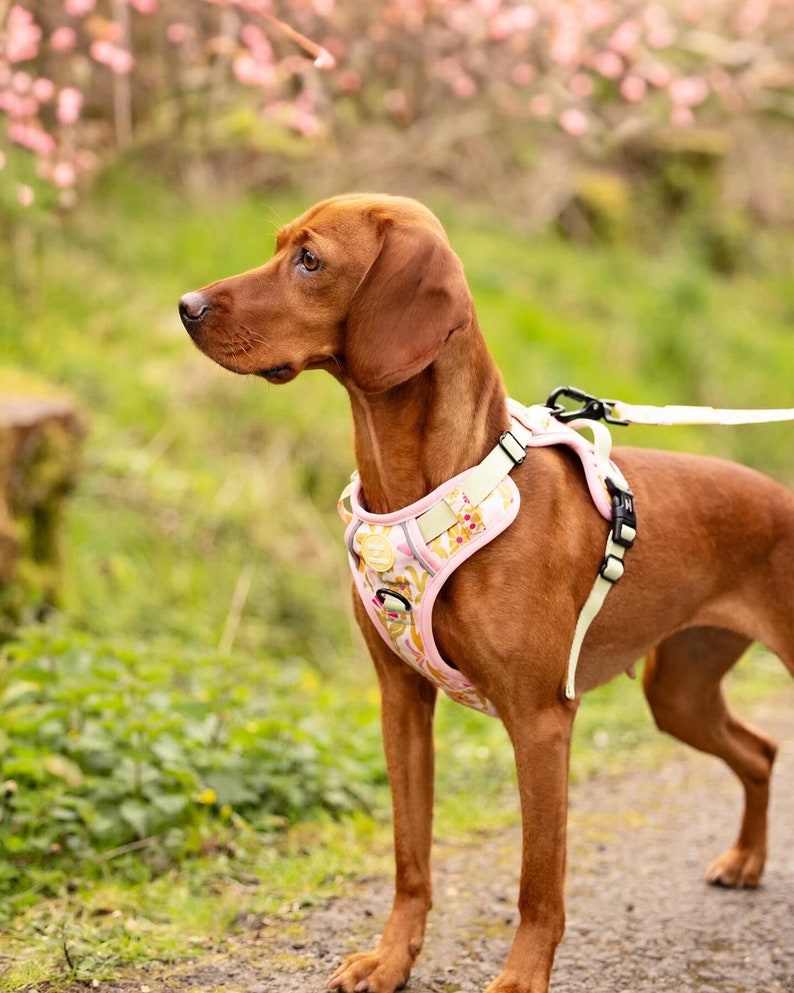 May include: A brown dog wearing a pink and green floral dog harness with a leash attached. The dog is standing on a path with green grass and pink flowers in the background.