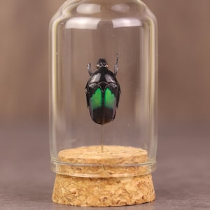 May include: A preserved beetle with a black and green shell, displayed under a clear glass cloche. The beetle is mounted on a pin, resting on a cork base. The cloche is cylindrical, and the base is a light brown color.