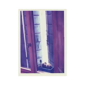 Stampa cromogenica a colori su carta RC lucida //Venice Cactus // Fotografia analogica