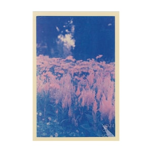 Stampa cromogenica a colori su carta RC Lustre // Fiori gialli // Fotografia analogica