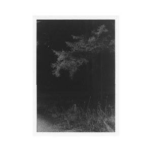 May include: A black and white photograph of a tree branch with needles against a dark background. The image is slightly blurry and has a vintage feel.
