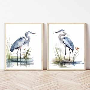 May include: Two watercolor paintings of blue herons standing in a marsh. The herons are depicted in a realistic style with detailed feathers and a natural background.