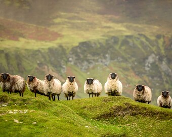 Sheep Standoff 5x7 Ireland card blank inside, Marianne Mangan, Dookinella, Achill Island, County Mayo, Ireland, Wild Atlantic Way