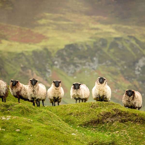 Irish Sheep Etsy
