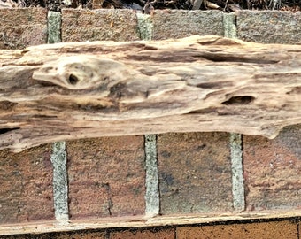 Driftwood worm wood