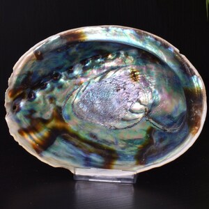 Könnte beinhalten: Eine große, irisierende Abalone-Schale mit einer tiefen, schalenförmigen Form. Die Schale hat eine wunderschöne blaue, grüne und violette Farbe mit braunen Akzenten.