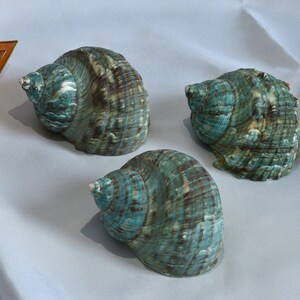 Könnte beinhalten: Drei große, kunstvoll gemusterte Muscheln in Teal- und Brauntönen. Die Muscheln sind in einer dreieckigen Formation auf einer weißen Oberfläche angeordnet.