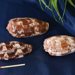 Echte Muschel/Schneckenhaus Deko (Landkartenkegel/Geographenkegel/Landkarten-Kegelschnecke/Conus geographus)