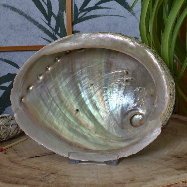 Riesige Abalone Muscheln XL