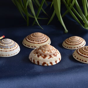 Real shell/snail shell decoration (sundial snail/Architectonica perspectiva)