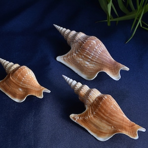 Könnte beinhalten: Drei braune und weiße Muscheln mit einer spiralförmigen Form und einer spitzen Spitze. Die Muscheln sind auf einem dunkelblauen Hintergrund angeordnet.